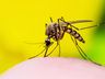 Com aumento dos casos de dengue, governo de SC prepara decreto de emergência