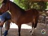 Ferrador de cavalos, uma profissão arriscada e com poucos profissionais 