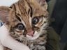 Gato do mato é resgatado em Itapiranga 