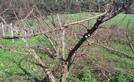 Inverno com pouca incidência de frio prejudica a produção de frutas