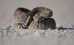 Conheça as 4 cobras peçonhentas típicas de SC que podem ‘parar o seu cérebro’