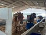 Animais da Mercoleite começam a chegar no parque de exposições