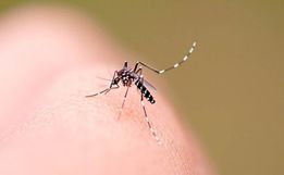 SC registra três mortes por dengue e duas por chikungunya