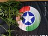 Cão de faro do Canil Setorial encontra pé de maconha plantado em matagal em São Miguel do Oeste