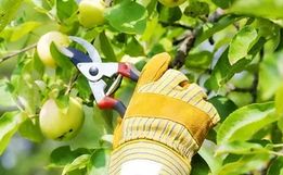 Epagri orienta para que agricultores não façam a poda de árvores frutíferas