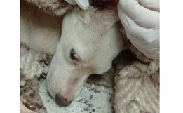 Fênix denuncia descarte de animais em estrada entre São Lourenço  e Vitorino