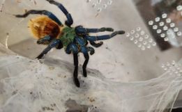 FOTOS: 64 aranhas e três escorpiões são apreendidos em Joinville