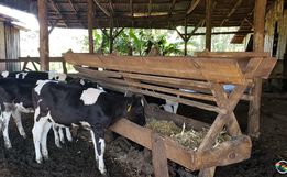 Projeto que cria o Concurso da Bezerra e da Novilha é aprovado em primeira votação