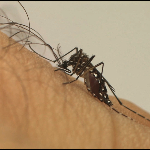 Casos confirmados de Dengue aumentam e chegam a quase 330 em SMOeste