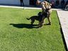 Canil da Polícia Militar visita Apae de Itapiranga 