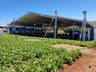 Cooper Alfa realiza Campo Demonstrativo em São José do Cedro