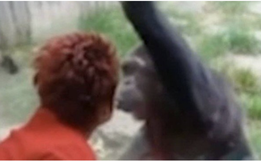 Mulher é expulsa de zoológico após manter caso com chimpanzé por quatro anos