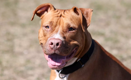 União Catarinense dos Direitos dos Animais apoia decreto sobre pit bulls em SC