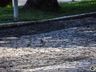 VÍDEO: Pombas na praça causam transtornos em São Miguel do Oeste