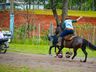 Escolinha de laçadores realiza 1ª Festa Campeira em SMOeste