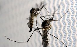 Cidade de SC registra maior número de mortes por dengue do Brasil em 2023