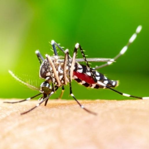 Santa Catarina registra mais de 360 mil casos de dengue em 2024 