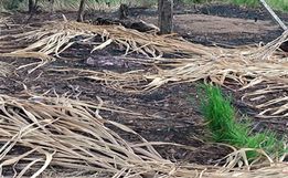 Moradores denunciam crime ambiental no interior 