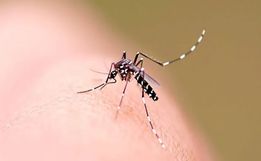 Dengue em queda no Extremo Oeste, mas 5 cidades seguem em epidemia