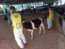 3º dia do Itaipu Rural Show tem como destaque Feira Ranqueada de Animais