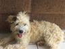 Mulher compra sofá usado e encontra cachorra dentro dele em SC