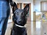 Polícia Civil de São Miguel do Oeste adquire novo cão para o NOC