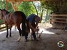 Ferrador de cavalos, uma profissão arriscada e com poucos profissionais 