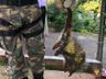 Polícia Militar Ambiental realiza captura de animais silvestres e devolução a natureza