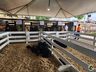 Itapiranga possui atenção especial com a exposição de animais durante a Efrait