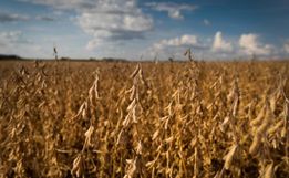 Área plantada com soja pode cair até 14% no Extremo Oeste, aponta Epagri