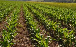 Safra de milho deve chegar a 15,3 mil hectares no Extremo Oeste, aponta Epagri