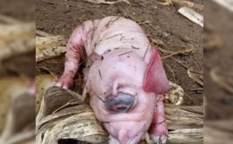 CASO RARO: porco nasce com olho gigante e sem nariz em Santa Catarina