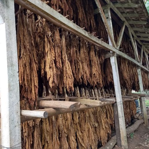 Produtores de tabaco iniciam período de classificação 