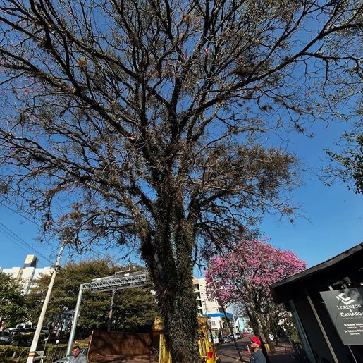 Ipê recebe poda para combater galha e promover preservação ambiental em São José do Cedro 