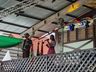 Confira o segundo dia da 11ª Efrait; fotos