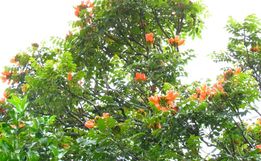 SC vai multar em R$ 1 mil quem plantar árvore com flor tóxica e letal