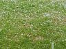 Moradores registram queda de granizo em São Miguel do Oeste