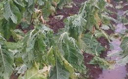 Agricultor relata prejuízo superior a R$ 100 mil com temporal  no interior de Itapiranga