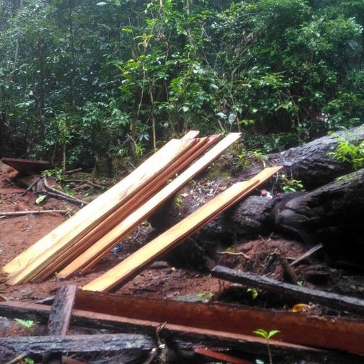 Santa Catarina é o quarto Estado que mais desmatou a Mata Atlântica entre 2019 e 2020