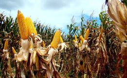 Epagri prevê perda de R$ 75 milhões na agricultura devido a seca