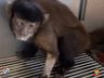 Macaco-Prego é resgatado no interior de Itapiranga