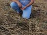 Conectando ao Agro fala sobre a análise do solo; ouça a entrevista