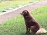 Morre cachorro que viveu por 10 anos em cemitério após enterro da dona