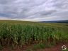 Excesso de chuva gera preocupação com a colheita do milho destinado para silagem