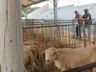 Primeiros animais da Expo Guarujá já desembarcaram nos espaços