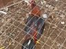 Rinha de galo é flagrada pela Polícia Militar no bairro São Luiz em SMOeste