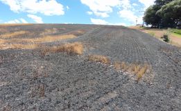 Incêndio atinge plantação de trigo no interior de Maravilha