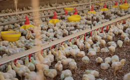 SC bate recorde de exportação de carnes e atinge 21% da produção nacional em 2023