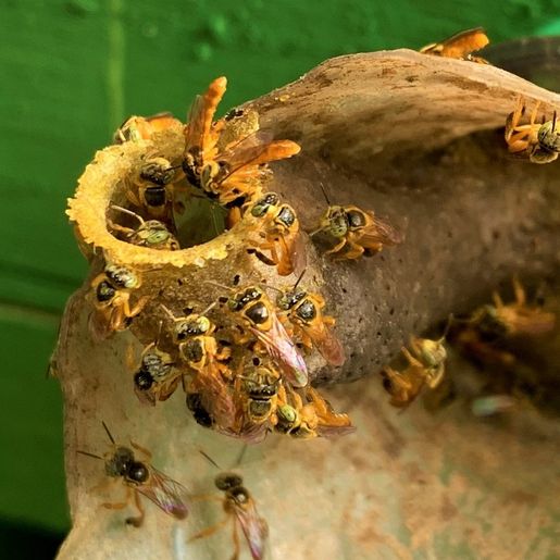 Meliponicultura cresce no Extremo Oeste e atrai produtores para seminário em SMO 