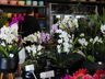 Central Flor, Floricultura e Paisagismo comemora 1 ano em São Miguel do Oeste